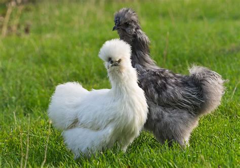 silkie chicken pics|silkie chicken identification.